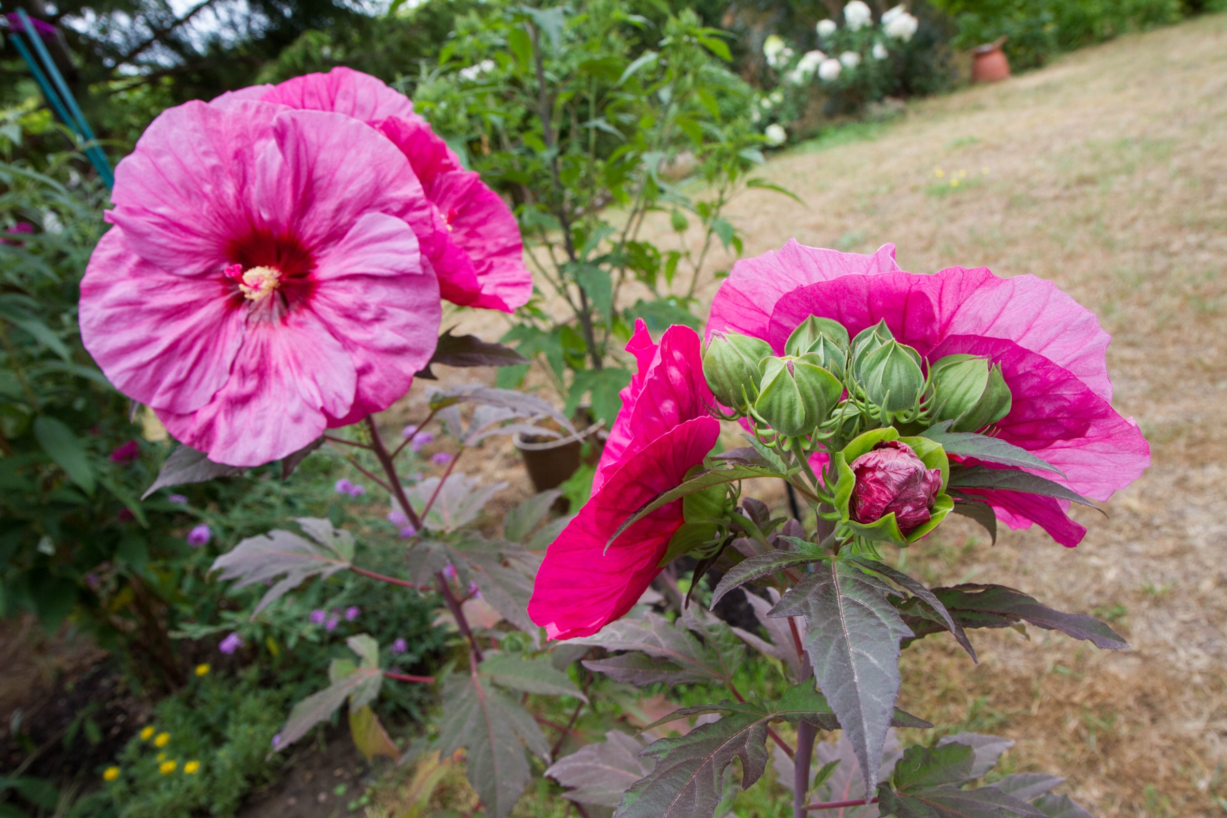  Mój hibiskus bagienny zachwyca mnogością kwiatów. Podlewam go specjalną wodą