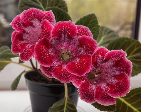 Aksamitne kwiaty zdobią dom od wiosny do jesieni. Zimowanie i pielęgnacja gloksynii doniczkowej