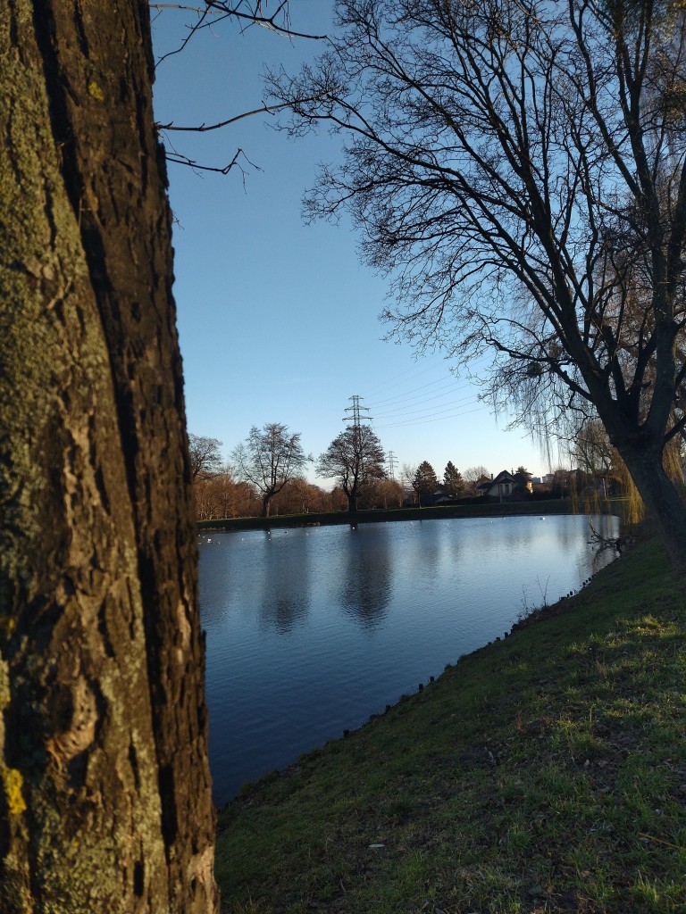 Rośliny, Z tęsknoty za wiosną................. - ..................i staw...............