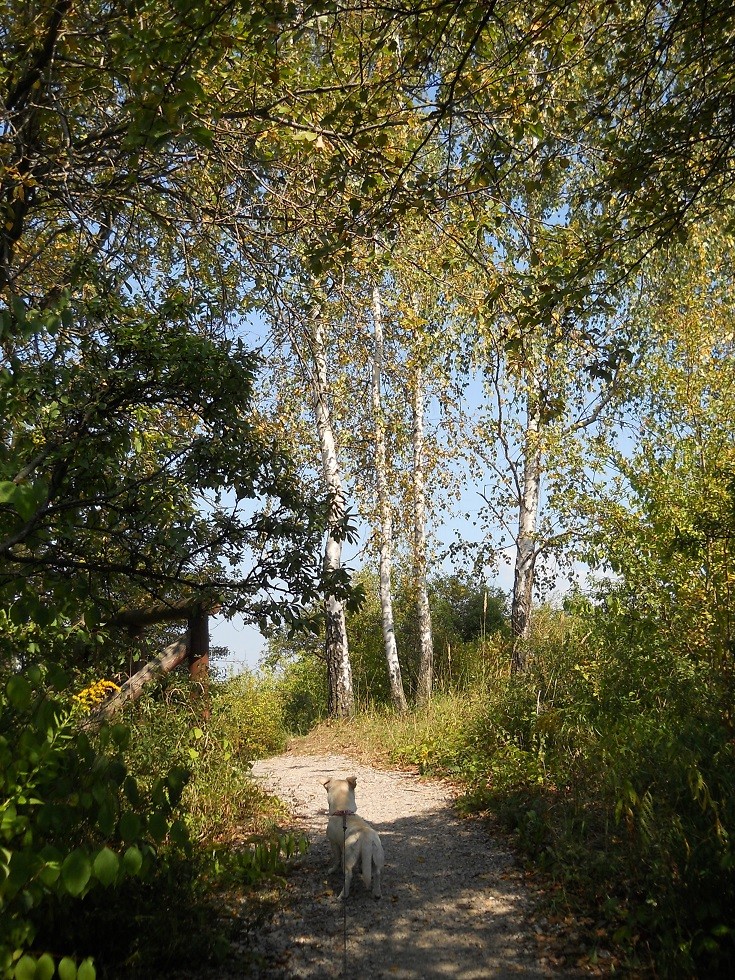 Pozostałe, Uroczysko. Fotoreportaż :) - Ścieżka bardzo malownicza..