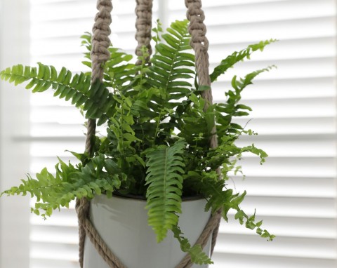 Jesienią i zimą paprotki nie wolno nawozić. Jest inny sposób, żeby była bujna i zielona