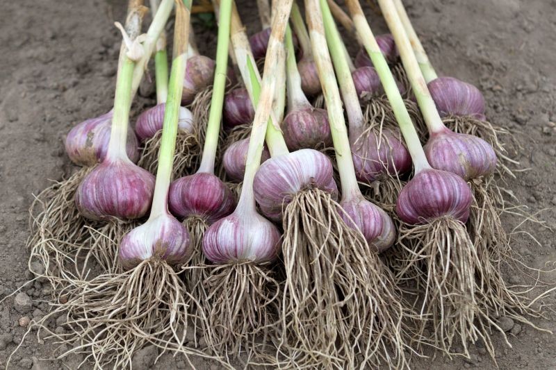 Termin zbioru czosnku zależy od momentu sadzenia, pielęgnacji roślin, warunków w ogrodzie i pogody.