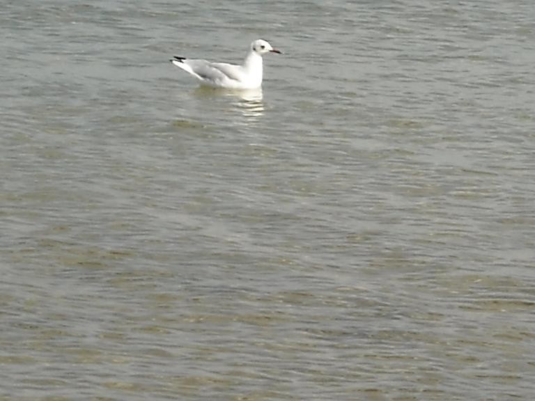 Pozostałe, Wrześniowa plaża...................