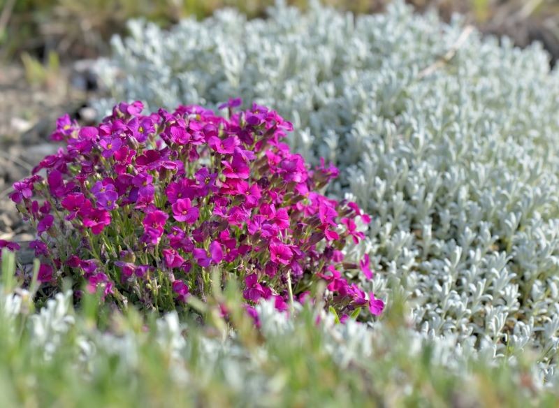 Żagwin pięknie wygląda w towarzystwie innych bylin.