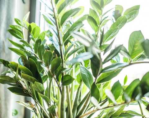Dlaczego zamiokulkas ma cienkie łodygi? Zastosuj naturalną odżywkę, która zagęści roślinę