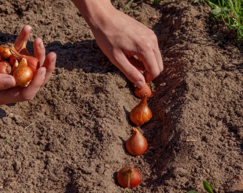 Sadzenie tulipanów w październiku. Co zrobić, by wiosną wszystkie zakwitły?