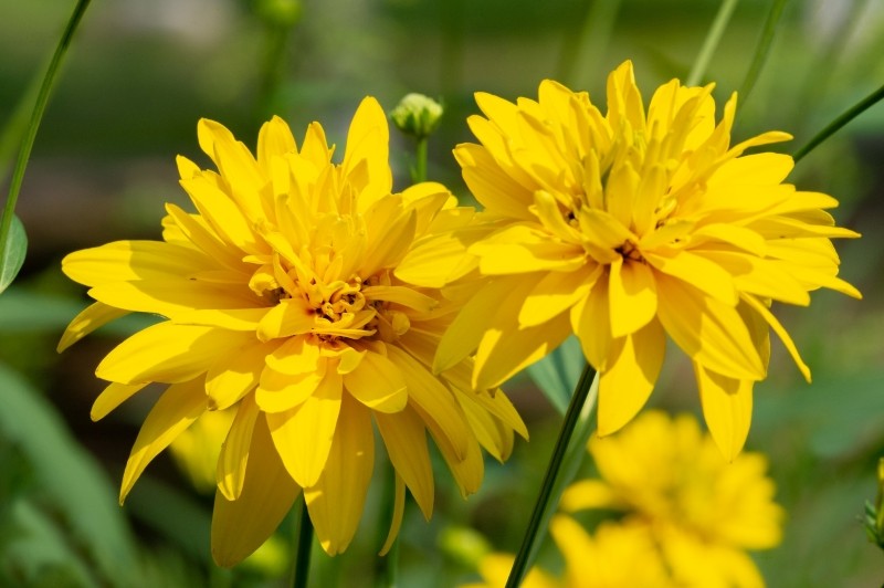 uprawa rudbekii nagiej