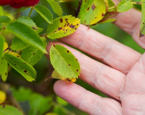 Naturalny sposób na czarną plamistość róż. Stosuj w ogrodzie już od przedwiośnia