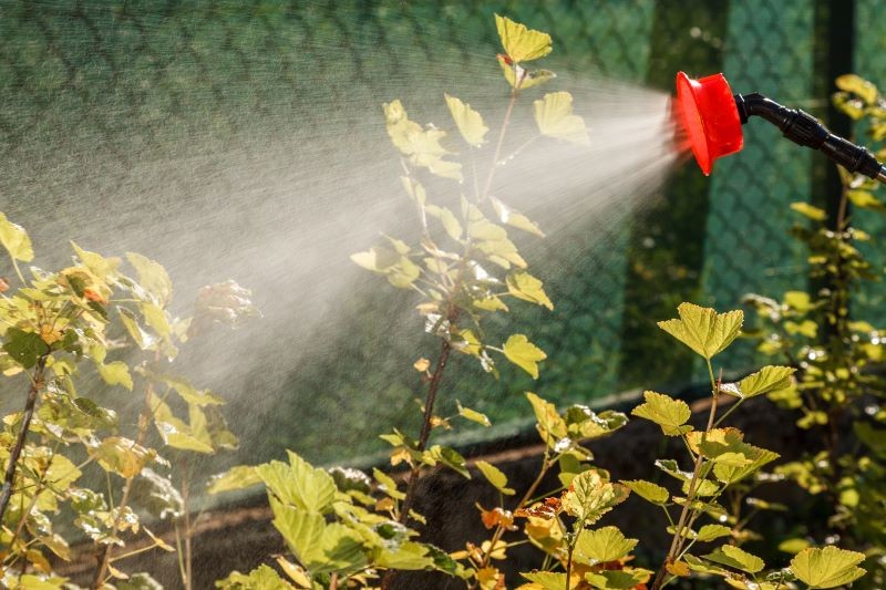 Opryskiwanie drzew owocowych solą gorzką zaplanujmy na czas po kwitnieniu.