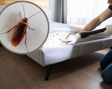 Sam zapraszasz pluskwy i karaluchy do domu. Jak rozpoznać, że mamy te insekty w mieszkaniu?