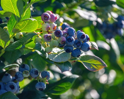 Darmowy, naturalny nawóz do borówki amerykańskiej. Będzie ogrom słodkich owoców
