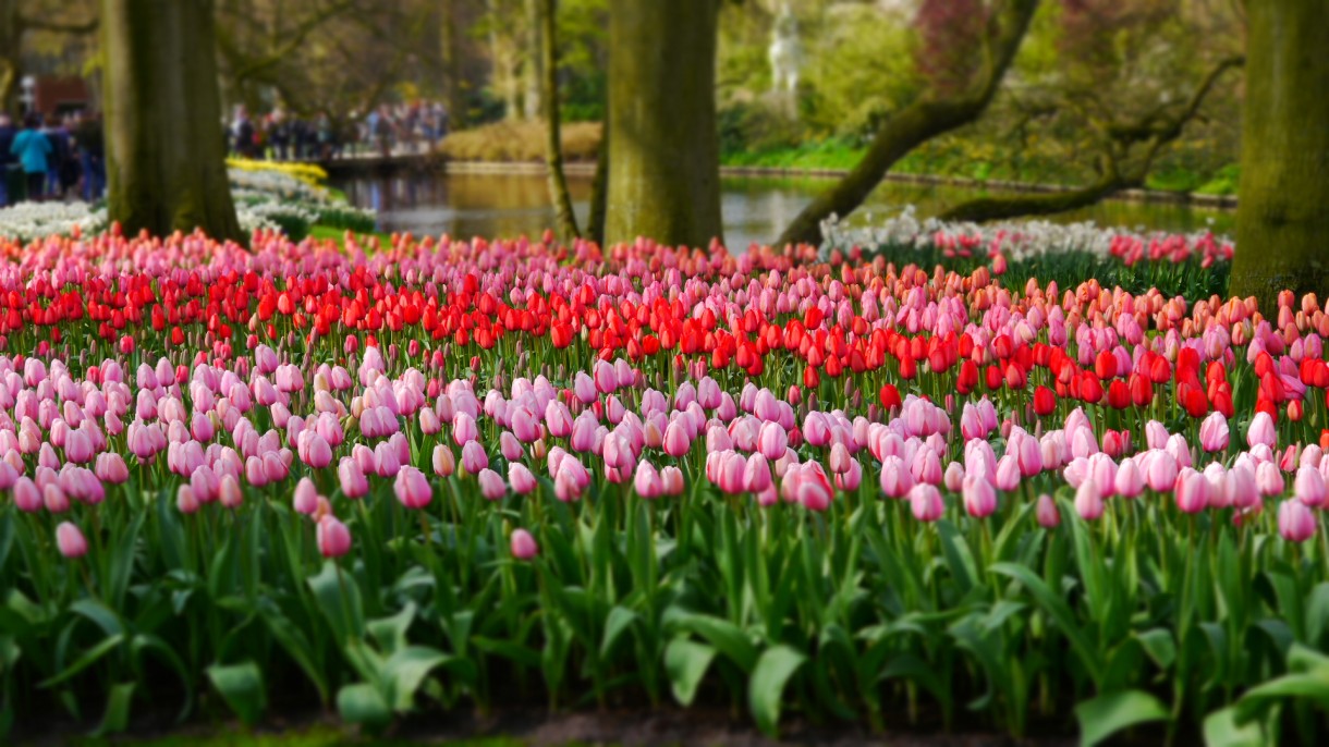 Pozostałe, Keukenhof