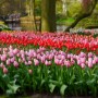 Pozostałe, Keukenhof