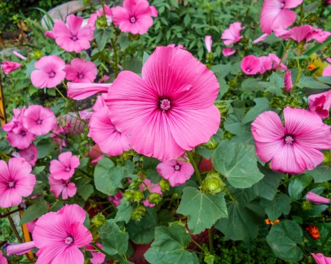 Kwiaty piękne jak malwy i hibiskusy. Ślazówka letnia – uprawa i pielęgnacja