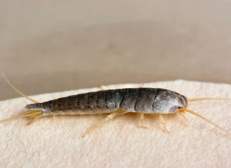 Rybiki pojawiają się w miejscach, w których panuje wysoka wilgotność.