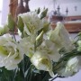 Pozostałe, Gladiole............i pałacowe fotki......... - ..........i eustoma biała..........