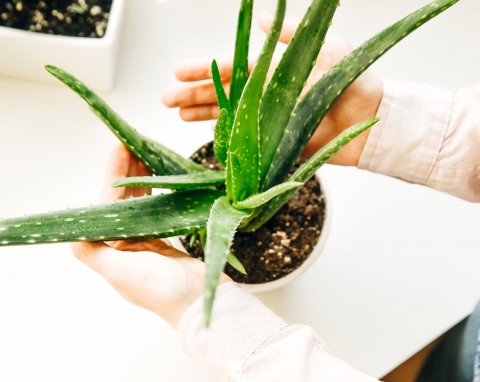 Aloes - roślina o niezwykłych właściwościach.  Jak ją uprawiać i wykorzystywać w domu?