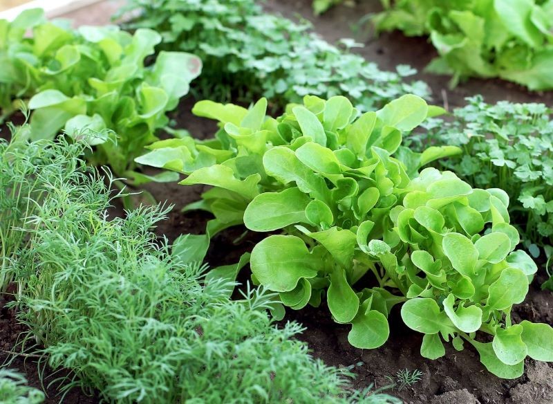 Jakich połączeń na grządce trzeba unikać za wszelką cenę?