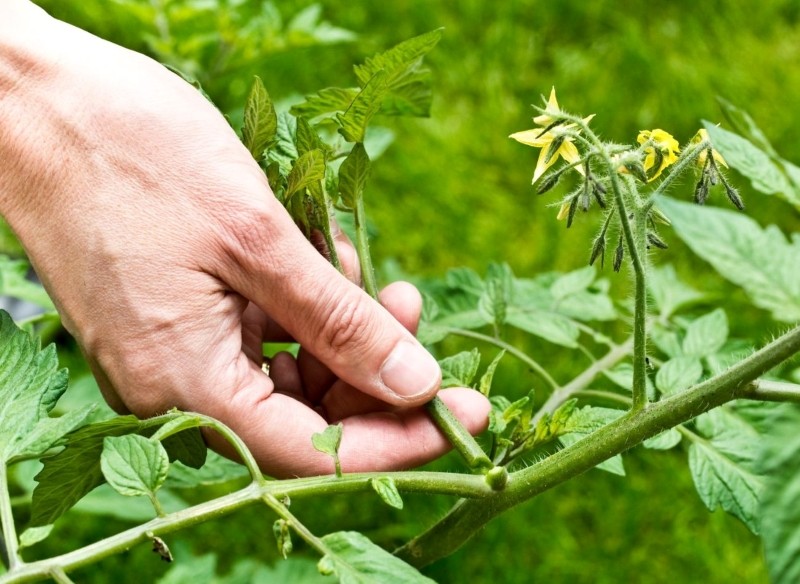 jak usuwać pędy pomidorów