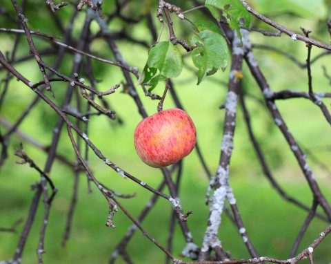 Dlaczego jabłonie słabo owocują? Co zrobić, żeby mieć duże zbiory?
