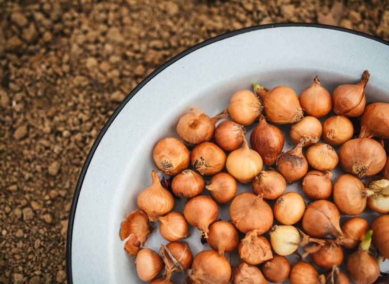 Zanim posadzimy jesienią cebulę, sprawdźmy, czy dana odmiana może zimować w gruncie.