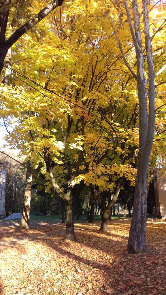 Leśne klimaty, Park jesienią