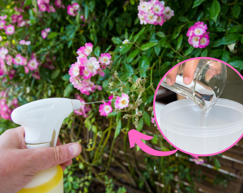 Mydło potasowe ogrodnicze - jak i kiedy stosować. Jak zrobić domowe mydło ogrodnicze?