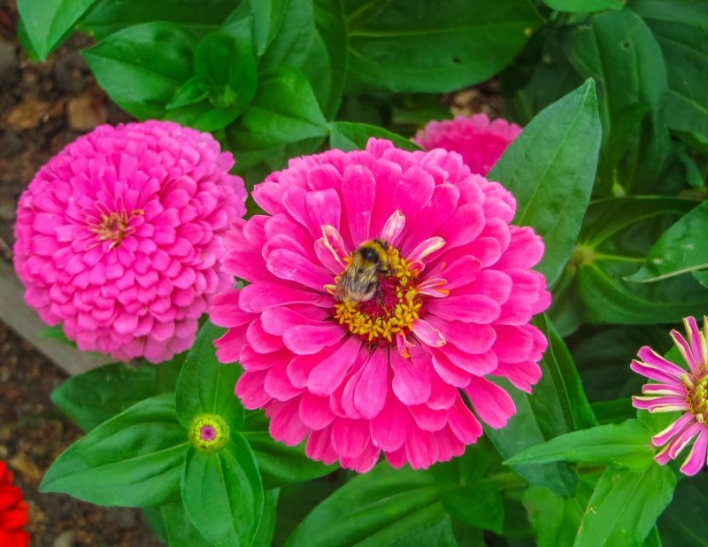 Jakie odstępy zachować podczas siewu cynii?