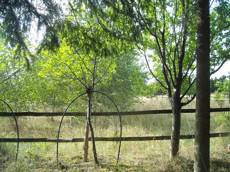 Pozostałe, Koniec lata............ - ..........i dziki wiejski ogród ..........