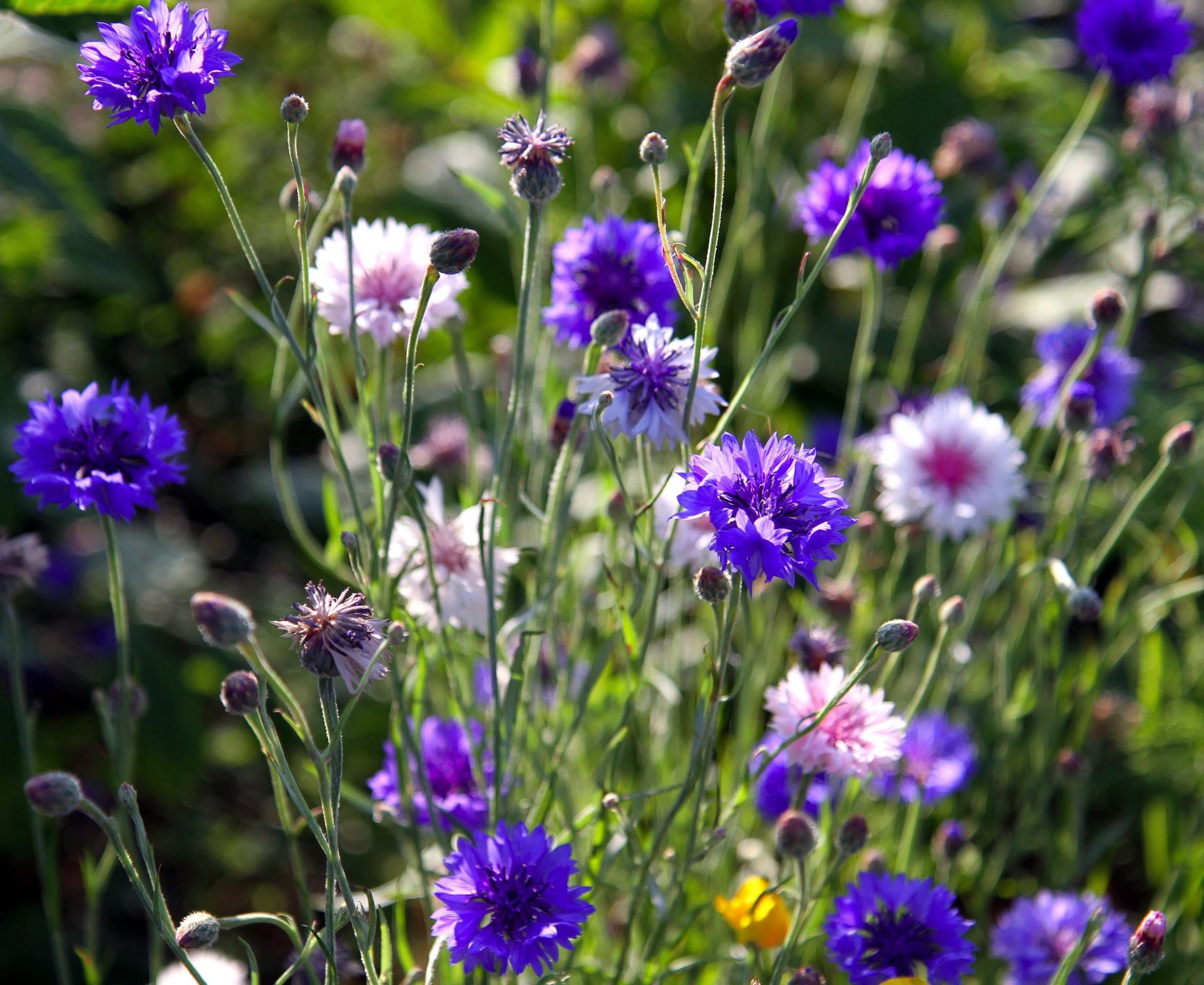 chaber bławatek odmiany
