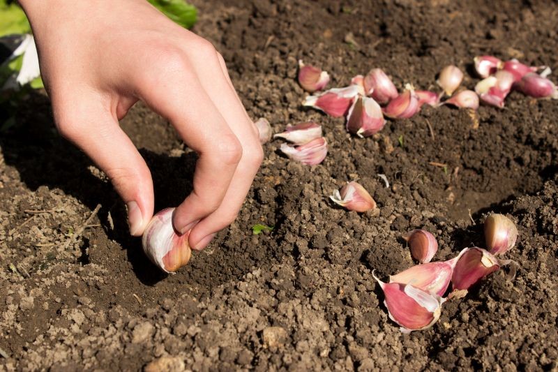 Co się stanie, gdy posadzimy czosnek obok truskawek? 