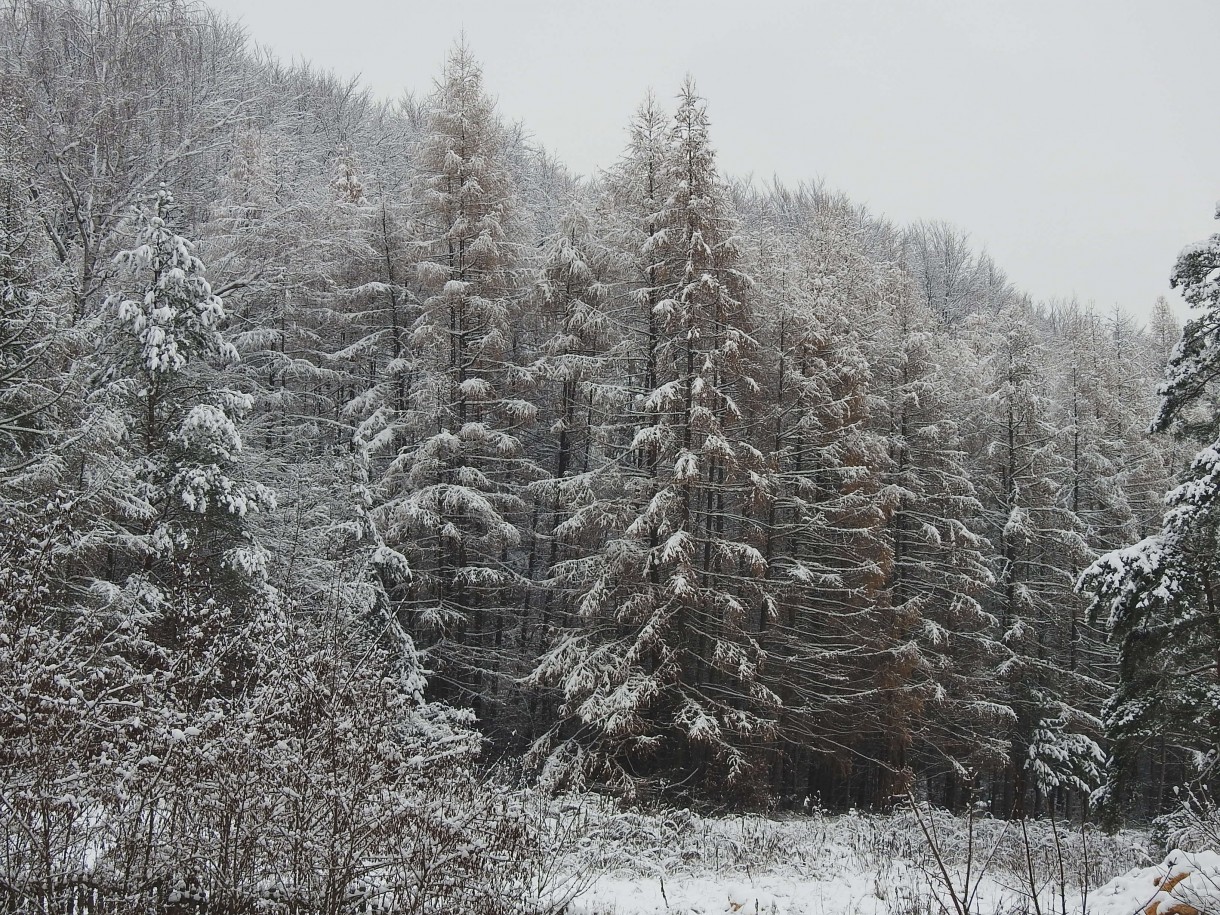 Leśne klimaty, CZEKAJĄC NA ŚWIĘTA :)