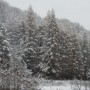 Leśne klimaty, CZEKAJĄC NA ŚWIĘTA :)