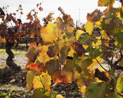 Przygotowanie winorośli do zimy. Nie tylko kopczykowanie i okrywanie zabezpieczy przyszłoroczne plony