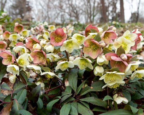 Co sadzić z ciemiernikami? Najlepsi towarzysze w ogrodzie sprawiają, że kwitną jeszcze piękniej