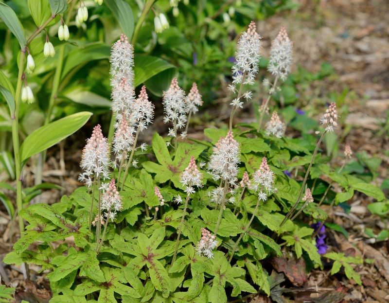Tiarella jest podobna do spokrewnionych z nią żurawek.