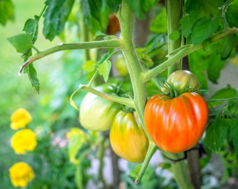 Te kwiaty posadź przy pomidorach. Zwiększają plonowanie i pomagają pozbyć się szkodników