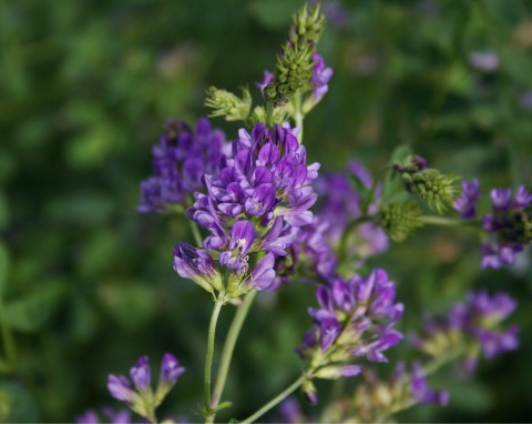 Lucerna siewna (Medicago sativa)