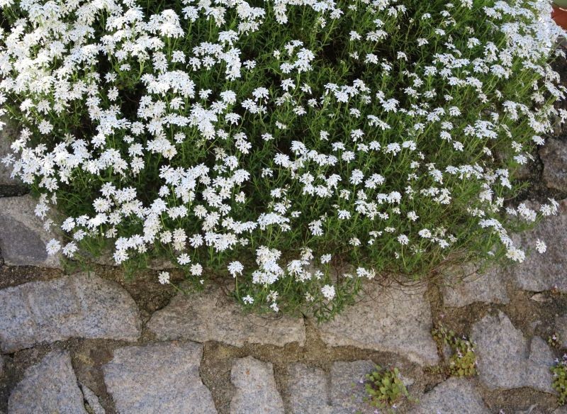 Ubiorek wiecznie zielony przetrwa w miejscach, w których inne rośliny rosną niechętnie.