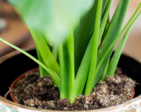 W doniczce pojawiła się pleśń? Produkt z kuchennej szafki upora się z nią natychmiast