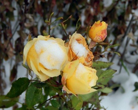 Pielęgnacja róż przed zimą - jak je zabezpieczyć?