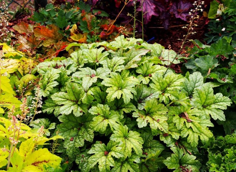 Żuraweczki są efektem skrzyżowania żurawek z tiarellą.