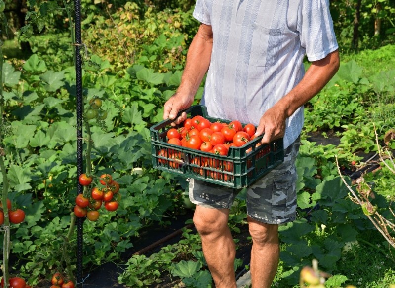 czym dokarmiać pomidory