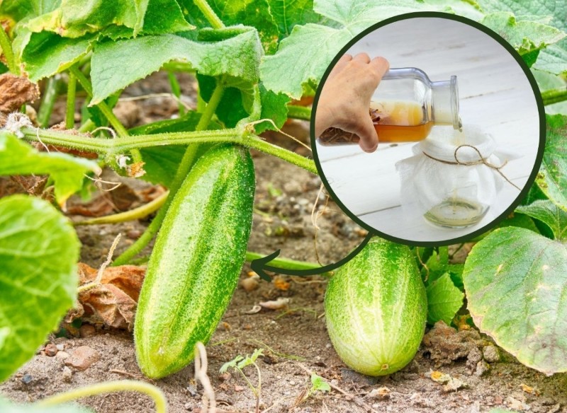 odkażanie gleby po ogórkach 