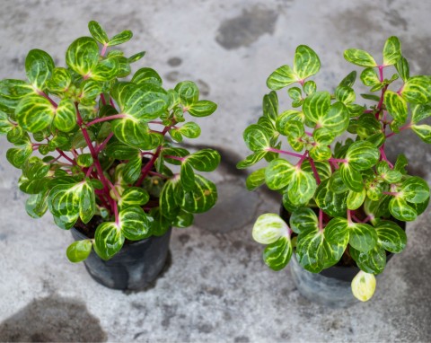 Peperomia prostrata (Peperomia rotundifolia)