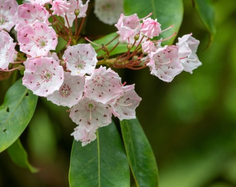 Kalmia szerokolistna (Kalmia latifolia)