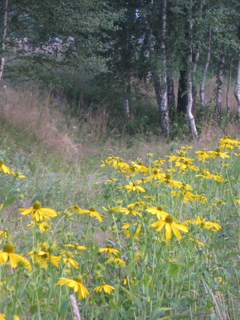 Pozostałe, Z cyklu cudze chwalicie... Bieszczady w moim obiektywie...