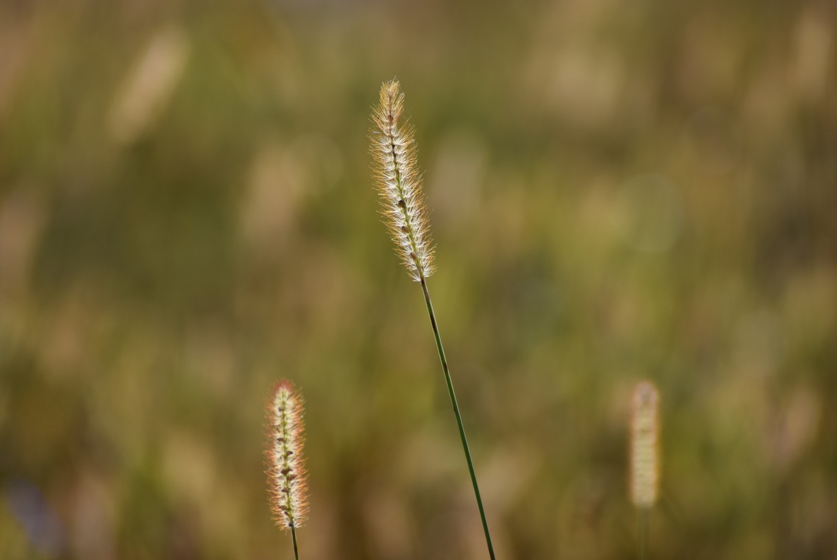 Leśne klimaty, ŚNIADANIE NA LEŚNEJ POLANIE