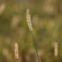 Leśne klimaty, ŚNIADANIE NA LEŚNEJ POLANIE