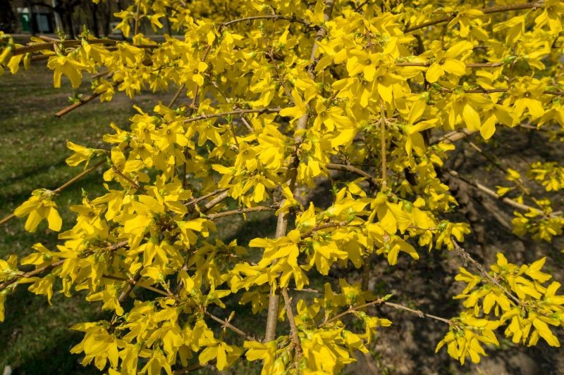Forsycja obsypuje się jasnoż&oacute;łtymi kwiatami już w marcu.